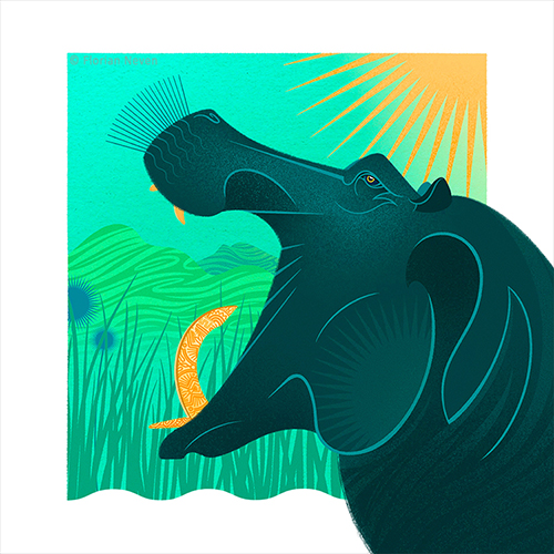 Hippopotame